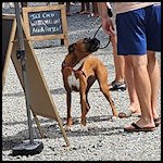 A cute dog visitor