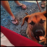 A cute dog visitor