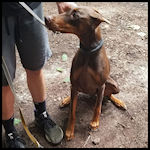 A cute dog visitor
